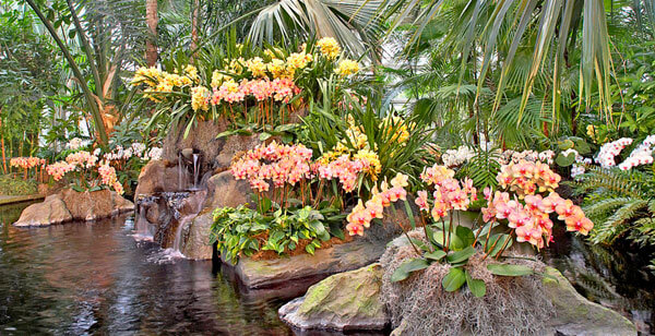 NYBG Opens Annual Orchid Exhibit; Rescues Black Market Plants|NYBG Opens Annual Orchid Exhibit; Rescues Black Market Plants|NYBG Opens Annual Orchid Exhibit; Rescues Black Market Plants|NYBG Opens Annual Orchid Exhibit; Rescues Black Market Plants|NYBG Opens Annual Orchid Exhibit; Rescues Black Market Plants