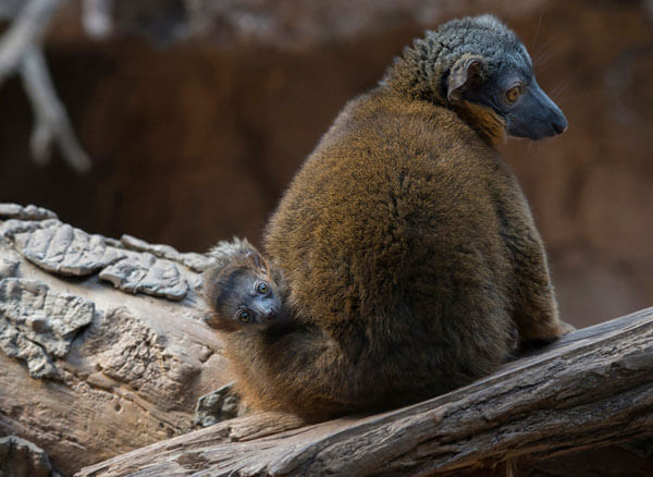 Bronx Zoo Debuts Baby Lemurs|Bronx Zoo Debuts Baby Lemurs