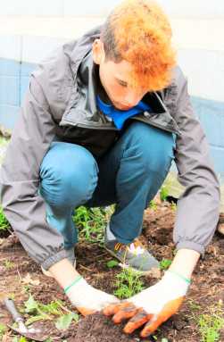 Hostos Revitalize Bronx Stadium Gardens|Hostos Revitalize Bronx Stadium Gardens|Hostos Revitalize Bronx Stadium Gardens