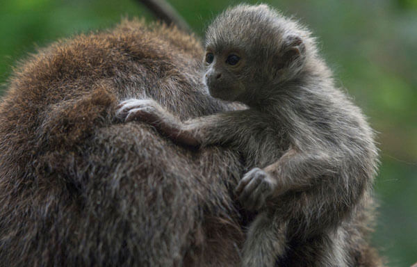 Bronx Zoo Debuts Baby Monkey