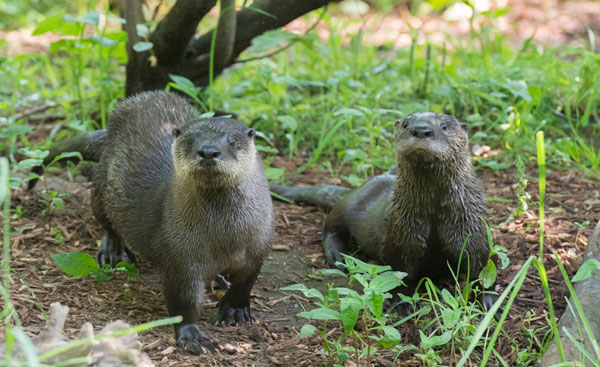 Bronx Zoo Welcomes Otter Pup