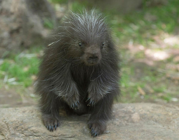 Bronx Zoo Debuts Baby Porcupine