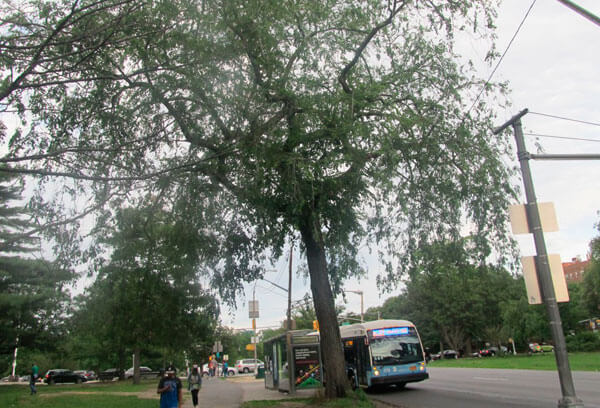 Community Board 11 objects to roadway removal during Pelham Parkway Phase 2 reconstruction|Community Board 11 objects to roadway removal during Pelham Parkway Phase 2 reconstruction