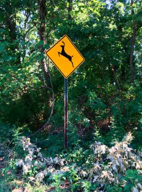 New signs warning motorists of deer installed in Pelham Bay Park