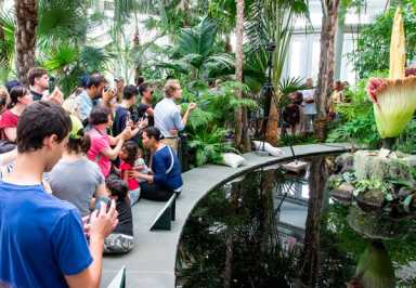 People from as far away as the Jersey Shore traveled to see the Corpse Flower in bloom in 2016. It was the first time since the 1930s that the flower has returned to the NYBG.