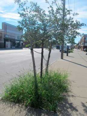 Some Throggs Neck tree pits remain unkempt despite merchant efforts|Some Throggs Neck tree pits remain unkempt despite merchant efforts