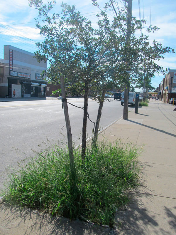 Some Throggs Neck tree pits remain unkempt despite merchant efforts|Some Throggs Neck tree pits remain unkempt despite merchant efforts