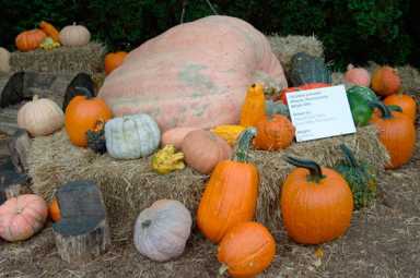 Creepy Creatures Of Halloween At NYBG|Creepy Creatures Of Halloween At NYBG