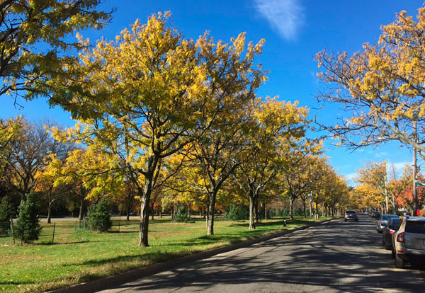 PPPA, Parks work together to save parkway trees