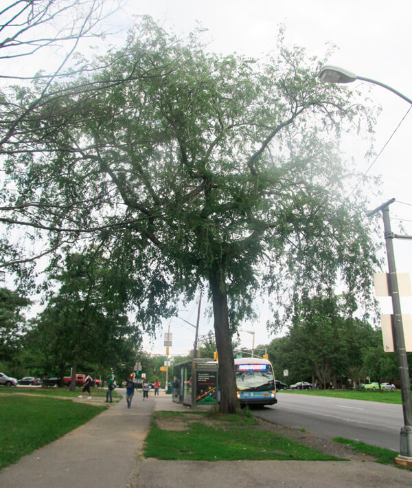 ‘So far, so good’ on Pelham Parkway’s next phase
