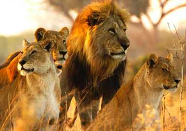 PS 205 joins Nat Geo’s Big Cat Initiative