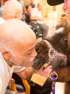 Mini Horse Greets Bronx Center Patients