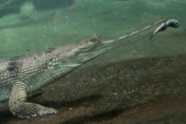 Indian Gharials Return To Bronx Zoo