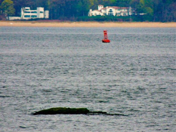 Injured Whale Dies At Orchard Beach