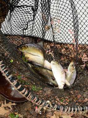 Parks Fills Bx. River With 400 Herring|Parks Fills Bx. River With 400 Herring