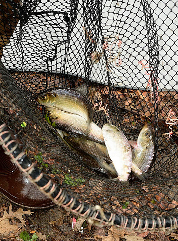 Parks Fills Bx. River With 400 Herring|Parks Fills Bx. River With 400 Herring