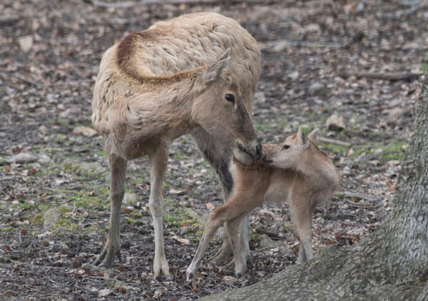 Bronx Zoo Welcomes Deer Fawns