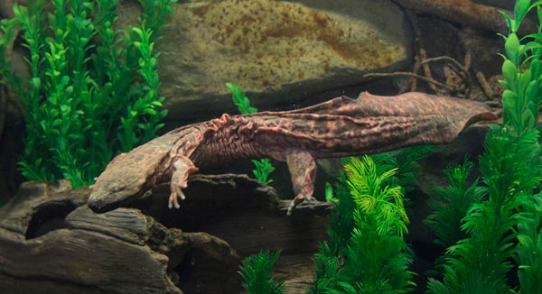 Bronx Zoo Exhibits Eastern Hellbender