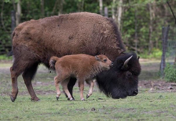 6 Pure Bison Born At Bronx Zoo