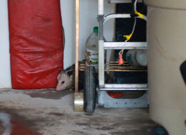 Opossum Found Inside TN Garage