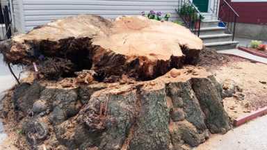 110-year-old oak falls in Woodlawn Heights|110-year-old oak falls in Woodlawn Heights|110-year-old oak falls in Woodlawn Heights