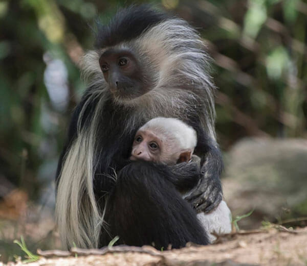 Angolan Colobus Monkey Born At Bronx Zoo