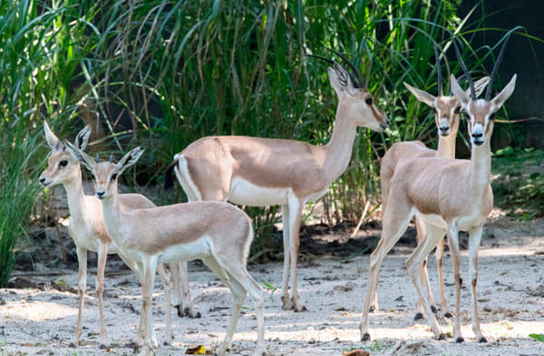 Bronx Zoo Exhibits Slender-Horned Gazelles