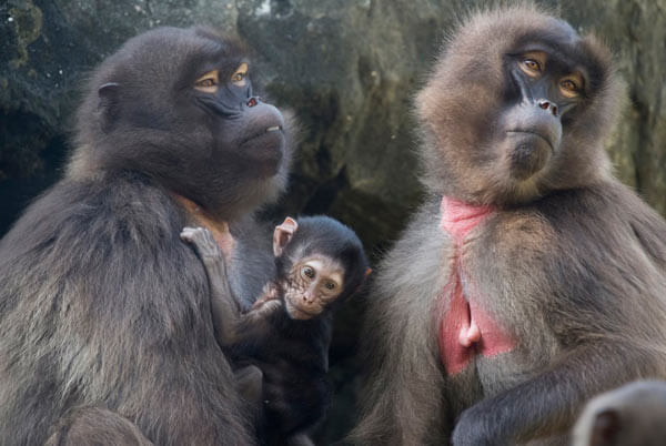 Baby Gelada Exhibited At Bronx Zoo