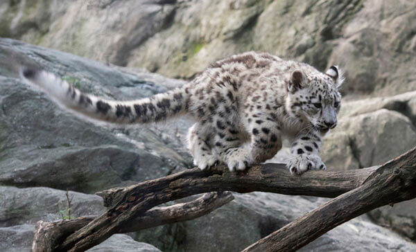 Snow Leopard Cub Debuts At Bronx Zoo