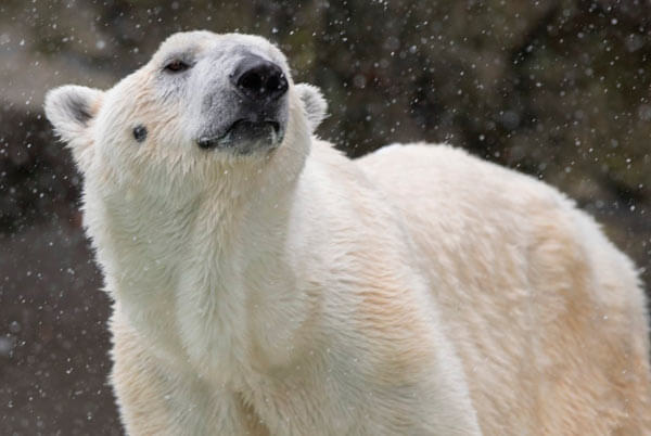 Bronx Zoo’s polar bear put down due to age-related illness