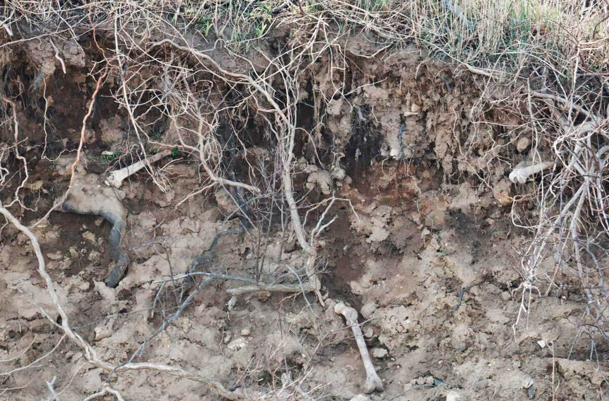 A bone of contention/Erosion exposes human remains on Hart Island|A bone of contention/Erosion exposes human remains on Hart Island