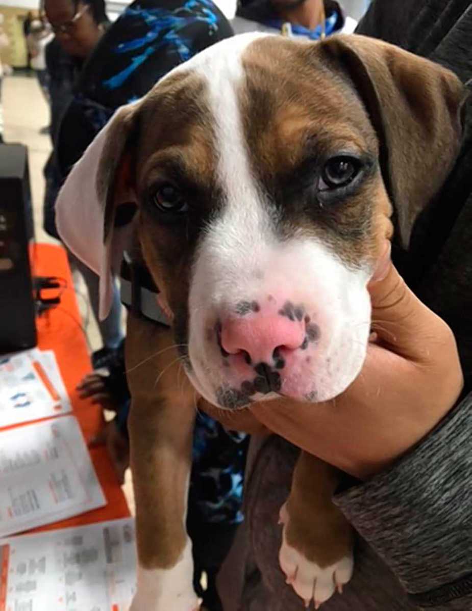 Crotona Park Pets Receive Free Vaccines