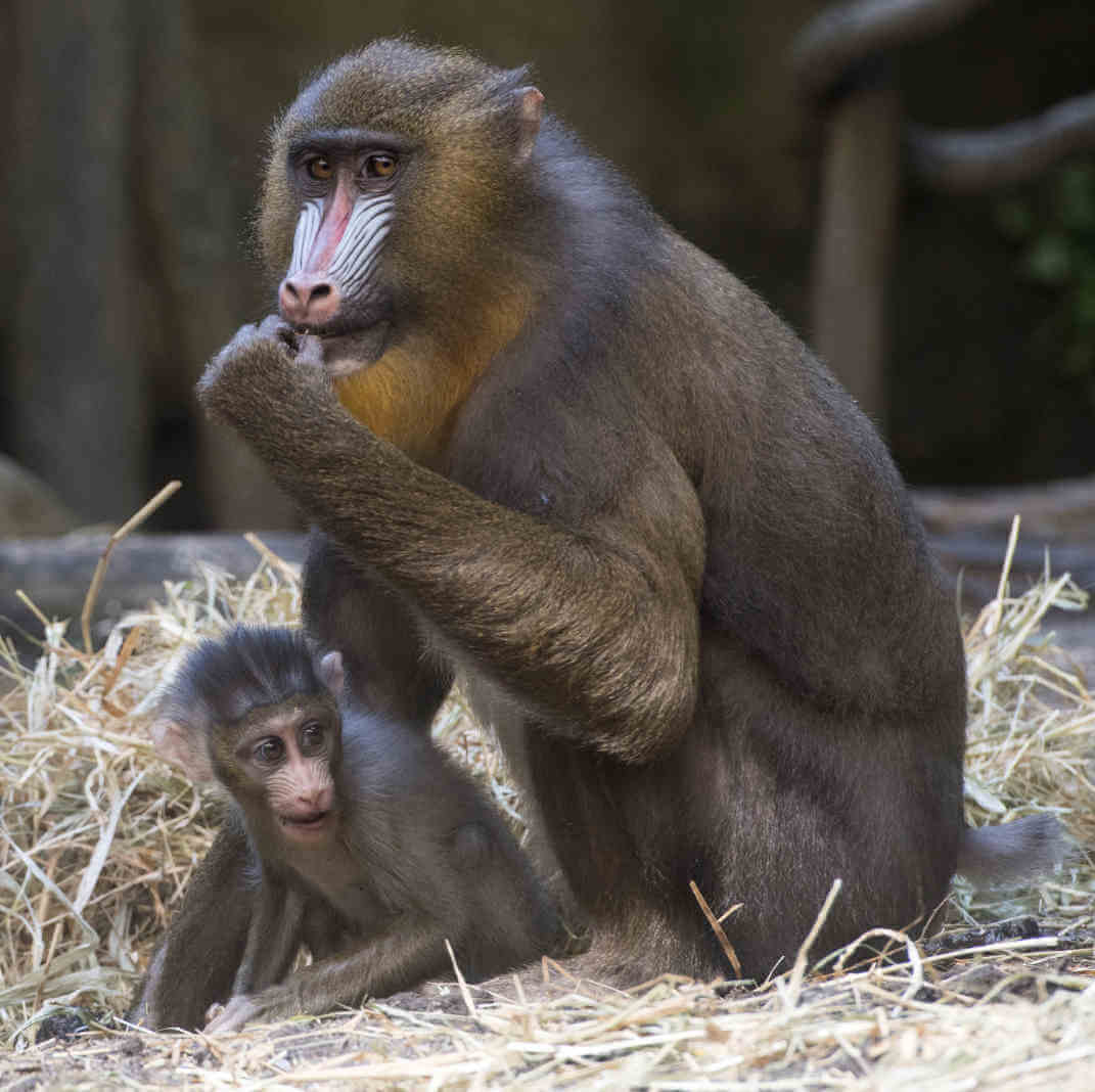 Baby Mandrill Exhibited At Bronx Zoo