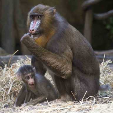 Baby Mandrill Exhibited At Bronx Zoo