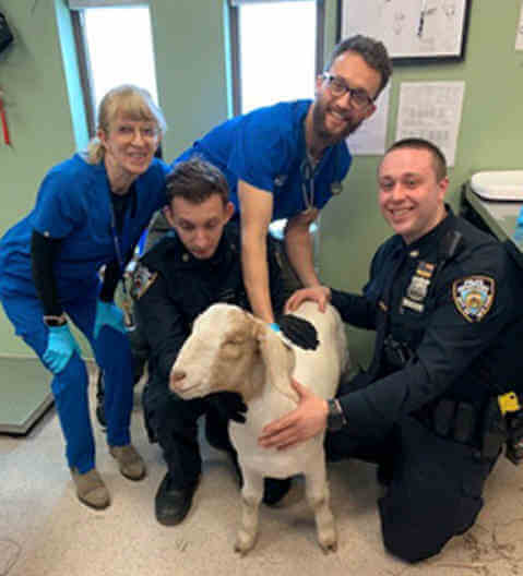 PETA Honors 40th Pct. For Goat Rescue