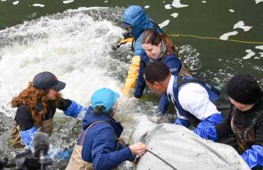 Parks Host ‘Running of the Fishes’ In Bronx River|Parks Host ‘Running of the Fishes’ In Bronx River|Parks Host ‘Running of the Fishes’ In Bronx River