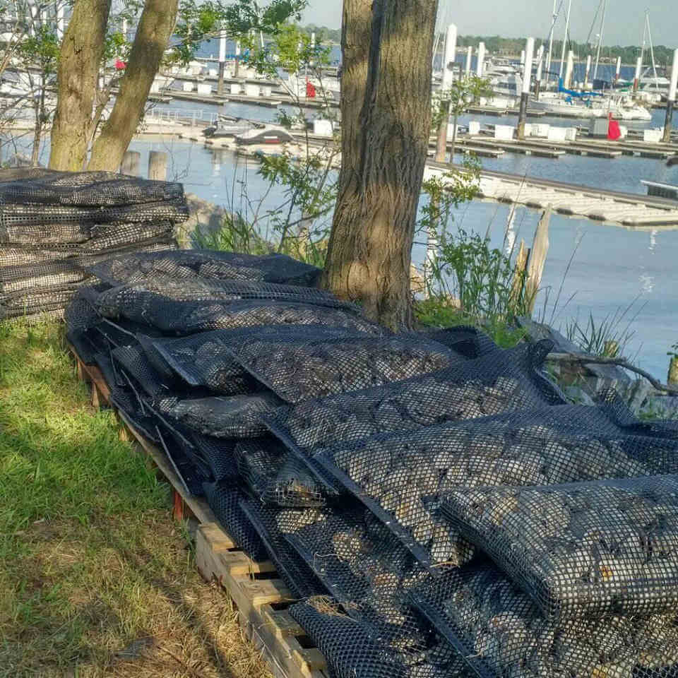 City Island Oyster Project looks to improve water quality|City Island Oyster Project looks to improve water quality