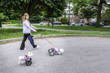Throggs Neck couple rescues wheelchair-bound dogs|Throggs Neck couple rescues wheelchair-bound dogs