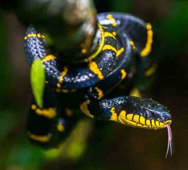 A Bronx Zoo venomous snake still missing after two weeks|A Bronx Zoo venomous snake still missing after two weeks