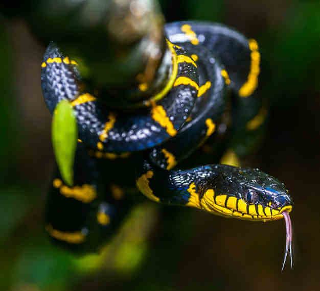 A Bronx Zoo venomous snake still missing after two weeks|A Bronx Zoo venomous snake still missing after two weeks
