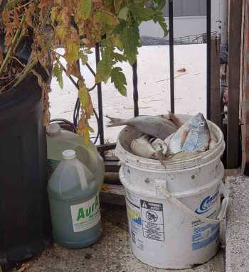 Hoarding house on Balcom Avenue reeks up neighborhood|Hoarding house on Balcom Avenue reeks up neighborhood|Hoarding house on Balcom Avenue reeks up neighborhood