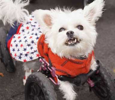 Annual Bronx Veterans Day Parade in Throggs Neck|Annual Bronx Veterans Day Parade in Throggs Neck|Annual Bronx Veterans Day Parade in Throggs Neck|Annual Bronx Veterans Day Parade in Throggs Neck|Annual Bronx Veterans Day Parade in Throggs Neck|Annual Bronx Veterans Day Parade in Throggs Neck|Annual Bronx Veterans Day Parade in Throggs Neck|Annual Bronx Veterans Day Parade in Throggs Neck|Annual Bronx Veterans Day Parade in Throggs Neck|Annual Bronx Veterans Day Parade in Throggs Neck|Annual Bronx Veterans Day Parade in Throggs Neck|Annual Bronx Veterans Day Parade in Throggs Neck|Annual Bronx Veterans Day Parade in Throggs Neck|Annual Bronx Veterans Day Parade in Throggs Neck|Annual Bronx Veterans Day Parade in Throggs Neck|Annual Bronx Veterans Day Parade in Throggs Neck