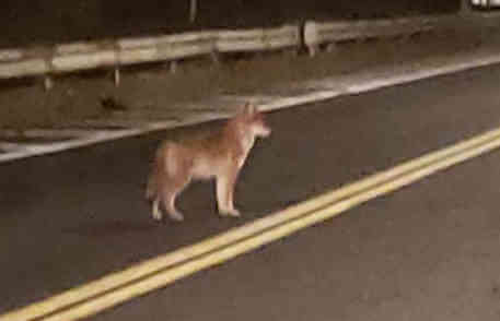 Coyote seen along City Island road