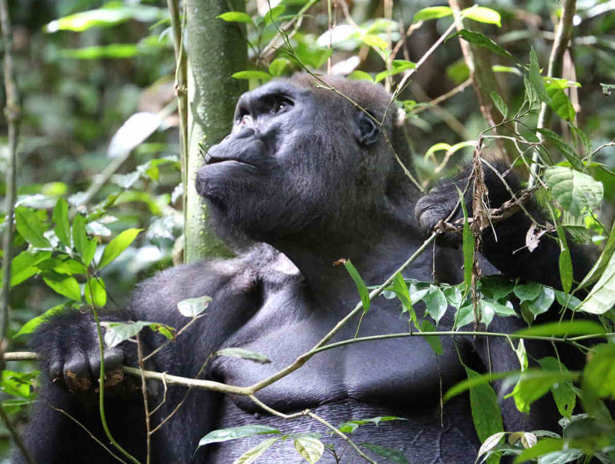 WCS Announces Favorite Wildlife Pics of 2018|WCS Announces Favorite Wildlife Pics of 2018|WCS Announces Favorite Wildlife Pics of 2018|WCS Announces Favorite Wildlife Pics of 2018|WCS Announces Favorite Wildlife Pics of 2018|WCS Announces Favorite Wildlife Pics of 2018