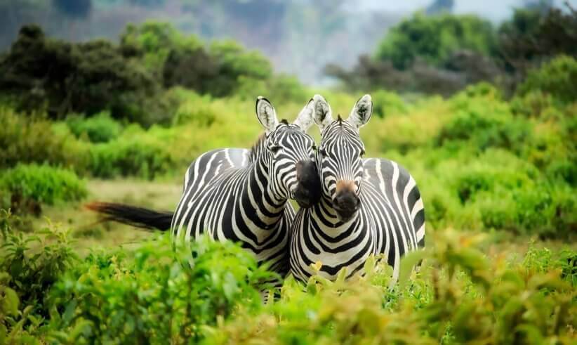 zebras-on-zebra-247376-822×491