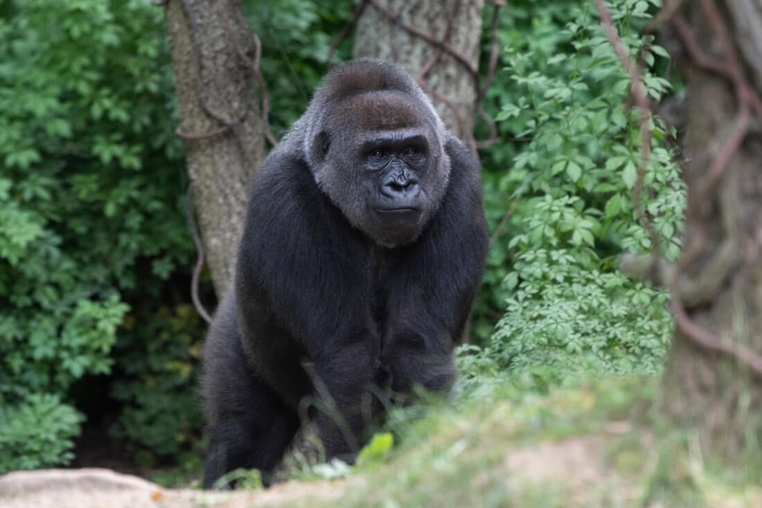 Julie Larsen Maher_5590_Western Lowland Gorillas_CON_BZ_06 25 20