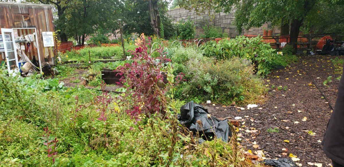 South Bronx Food Hub Collective distributes fresh, local produce to