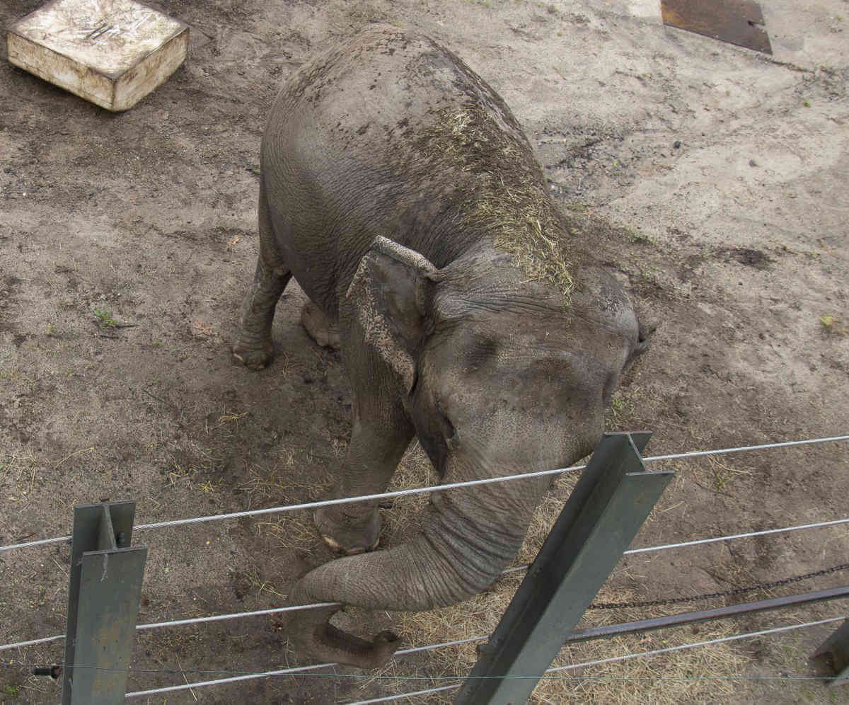 Animal rights nonprofit and Bronx Zoo organization continue the fight ...