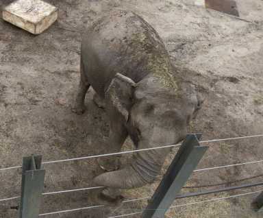 03-elephant-2020-01-17-bx01_z