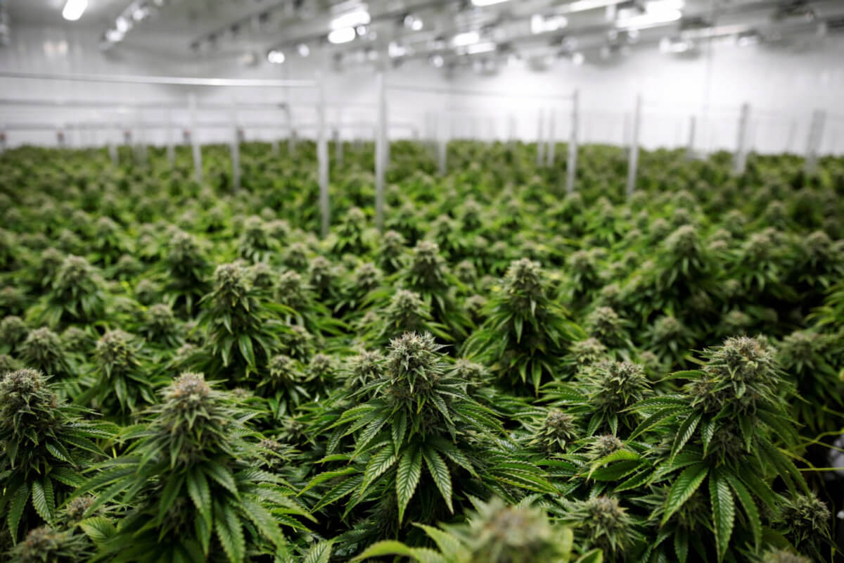FILE PHOTO: Chemdawg marijuana plants grow at a facility
